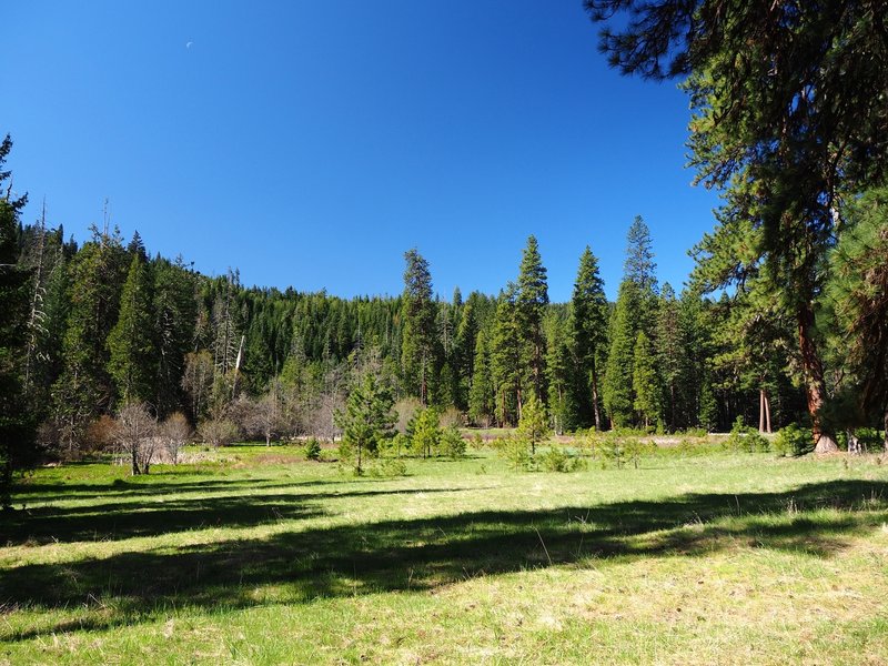 The first meadow