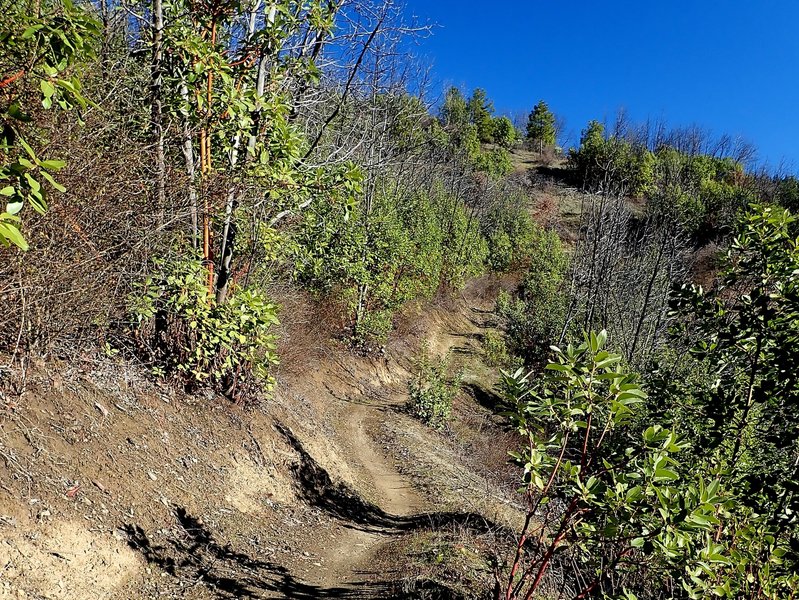 Climbing the Sasquatch Trail.