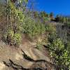 Climbing the Sasquatch Trail.