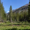 A wildflower meadow near South Fork Woods Creek.