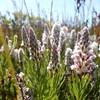 Fuzzybuds flowering on the plateau.