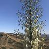 Agave blooms between peaks