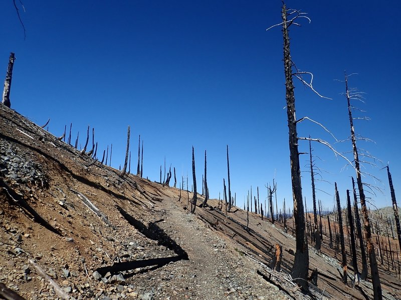 The trail, as an old mining road, passes through the devastation of the 2017 Chetco Fire