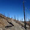 The trail, as an old mining road, passes through the devastation of the 2017 Chetco Fire