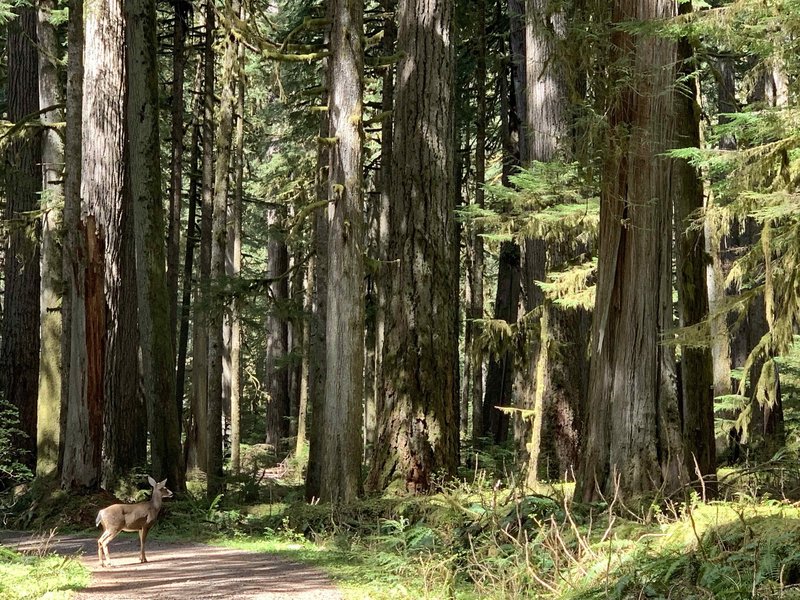 carbon trail - 2 miles in from trailhead - deer crossing