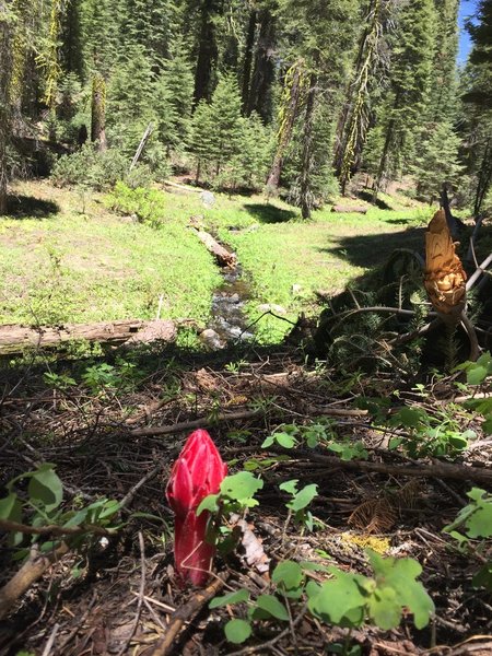 Snow Plant between Alder Creek Falls and Deer Camp