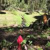 Snow Plant between Alder Creek Falls and Deer Camp