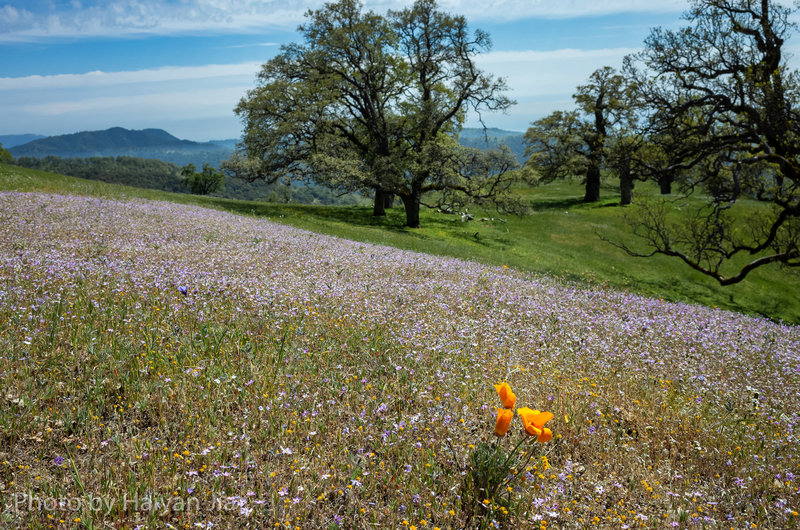 Spring Flowers still booming at the top of Rose Peak.