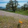 Spring Flowers still booming at the top of Rose Peak.