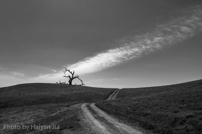 Lonely tree