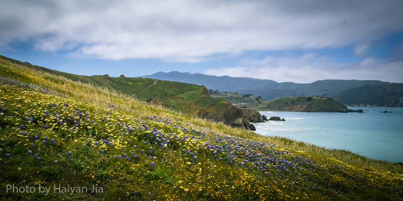 spring flowers at Mori Point