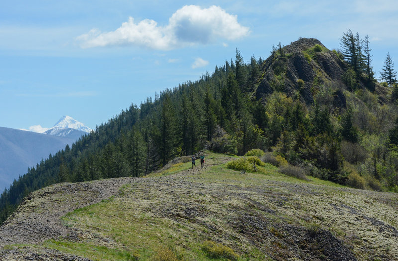 Mt Hood as seem from the open saddle north of Hamilton Mountain