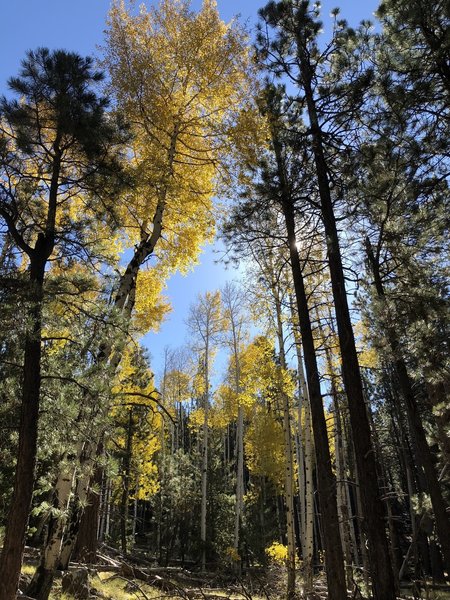 Aspens and Ponderosas at the Arizona Nordic Village