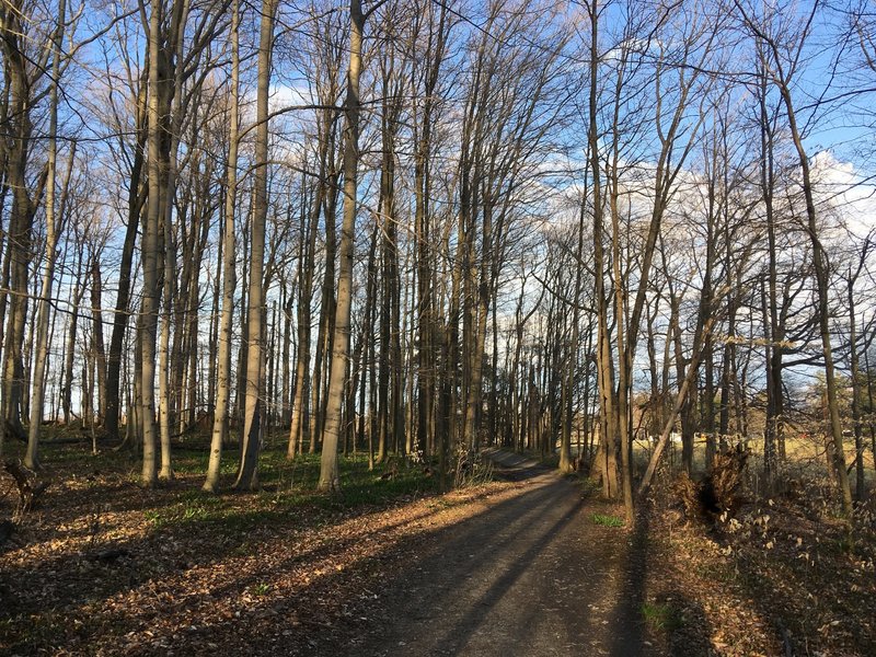 Peaceful in the woods on the Knox Trail.