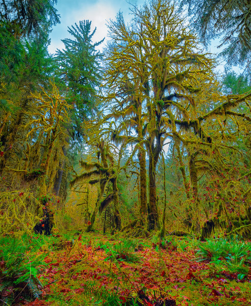 Moss Covered Trees