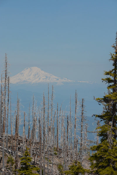 Mt Adams through the burn