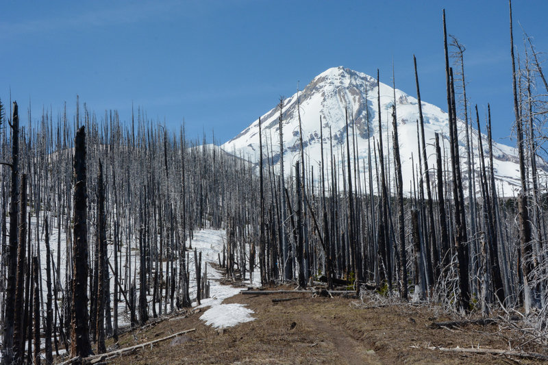 No shade, but awesome views of Mt Hood