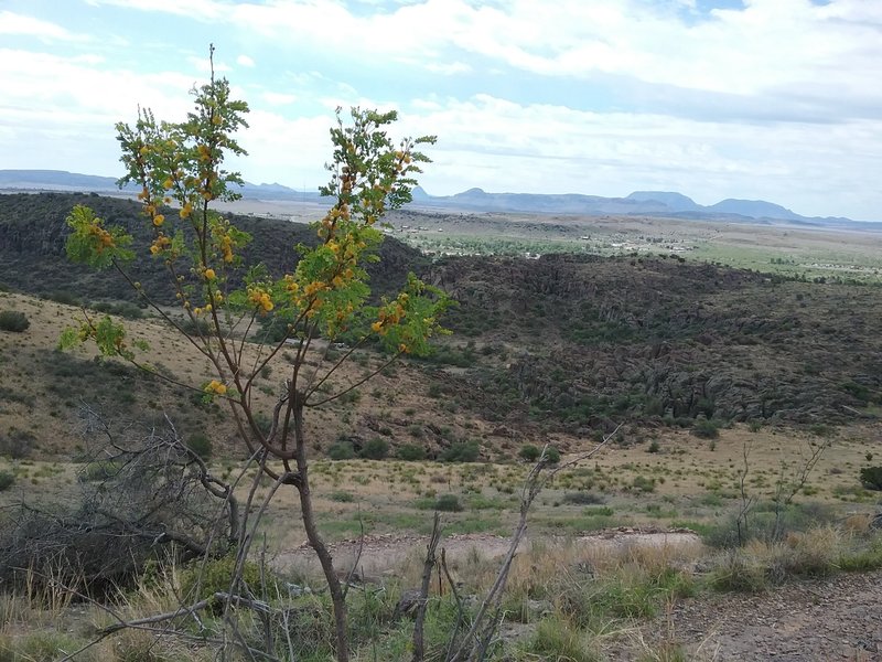 Golden lead ball tree and view of Fort Davis