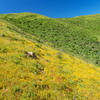 Near top to trail on ridge between Owl and Buckeye canyons