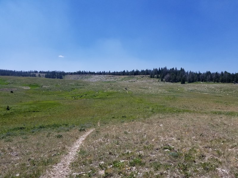 The narrow ribbon of singletrack on the blazing fast descent of First Yellow Mule.