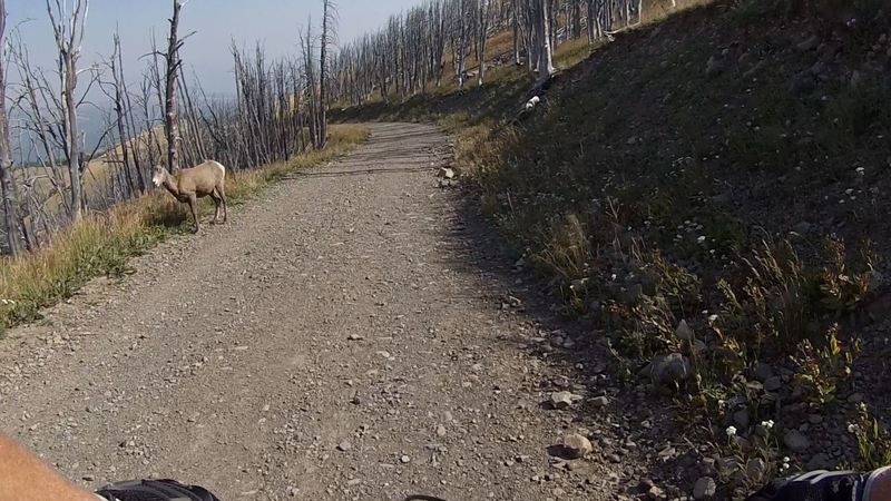 Female bighorn sheep checking things out on the Mount Washburn/Chittenden Road.