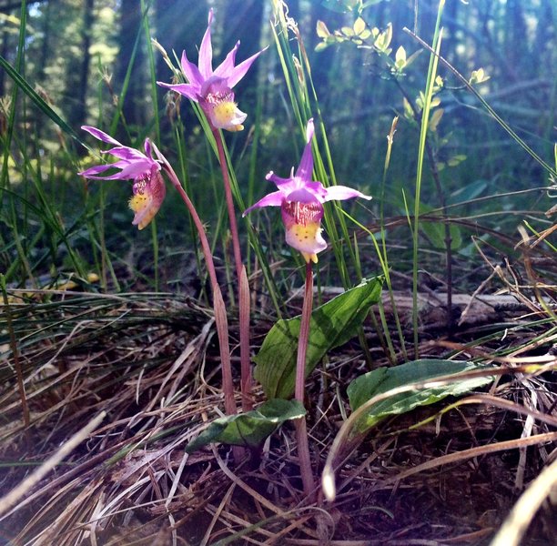 Calypso Orchid, Fairy Slipper