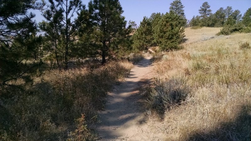 Some of the upper trail at Zimmerman Park