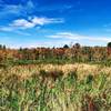 Fall Colors along the Trail