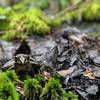 Leopard Frog, trailside