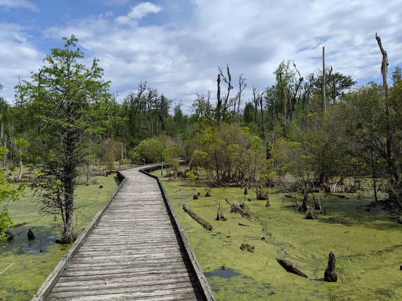 Palmetto Boardwalk