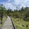 Palmetto Boardwalk