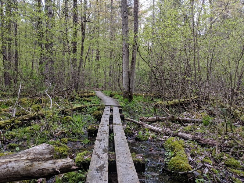 Wooden bridge over swampy bit of trail.