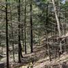 Descending the trail in an evergreen section of forest. Wonder what it will look like in winter.