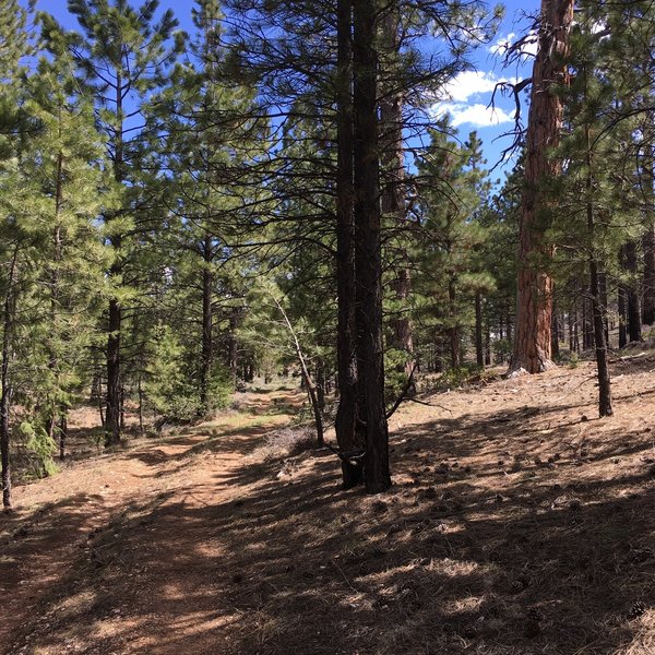 Beginning of this hike offers easy, level, shaded strolling.