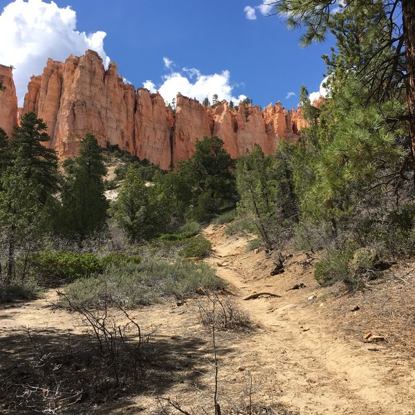 This gentle sandy stretch of Under-the-Rim Trail makes a nice loop possible with Sheep Creek & Swamp Canyon Connecting Trails - a good acclimatization hike for those who live at sea level or have sedentary day jobs.