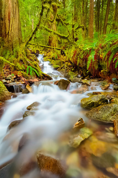 A creek near the Carbon River