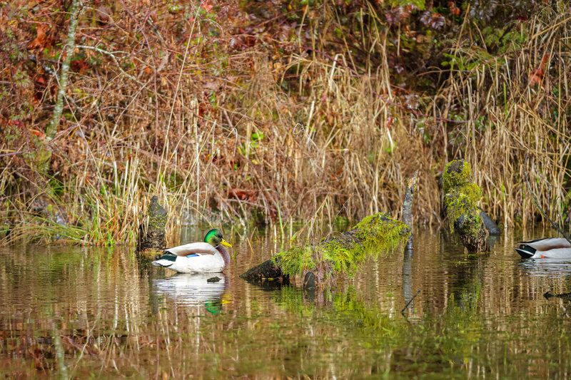 Regular old ducks near the parking lot