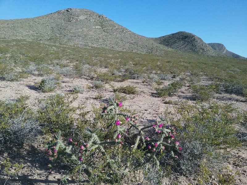 Chollas in bloom.