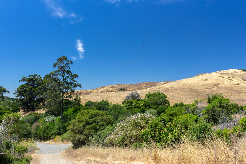 Wildcat Creek Trail just past the Havey Canyon Trail junction.