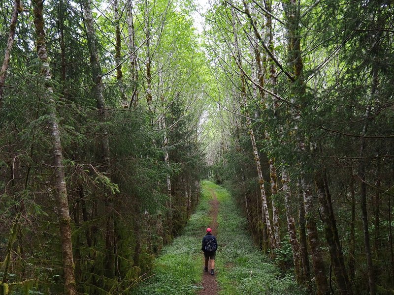 The trail follows an old road for a short distance