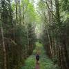 The trail follows an old road for a short distance