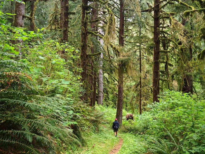 The forest gets lusher as the trail approaches Berry Creek.