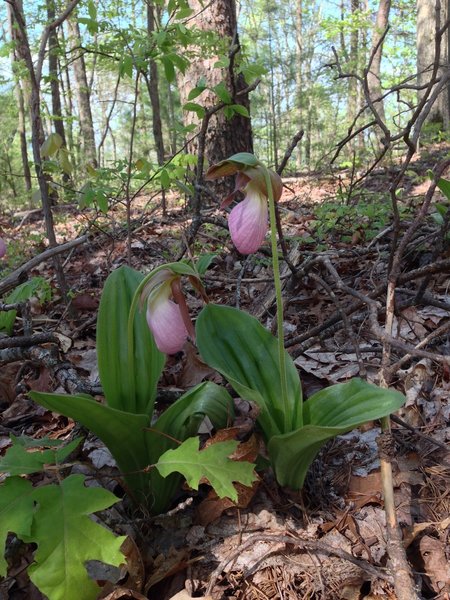 A wild orchid ... the Pink Lady Slipper