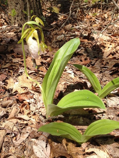 A wild orchid ... Rare White Lady Slipper.