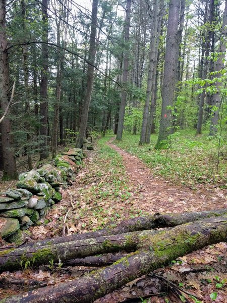 Classic New England trail.