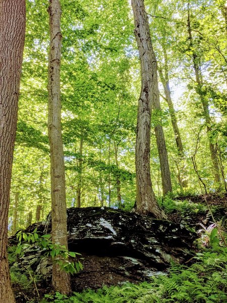 awesome trees growing around granite