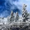 Windswept trees just below the summit...