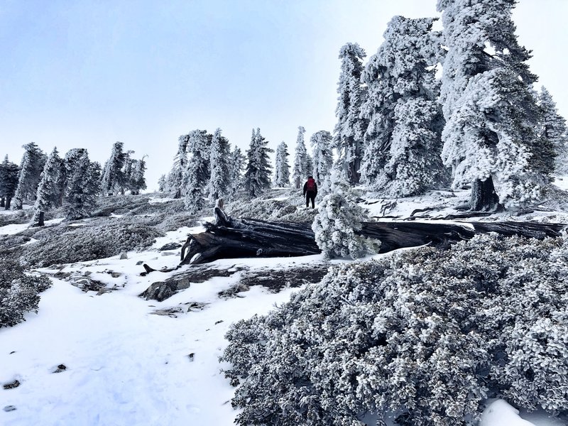 Downed Tree...