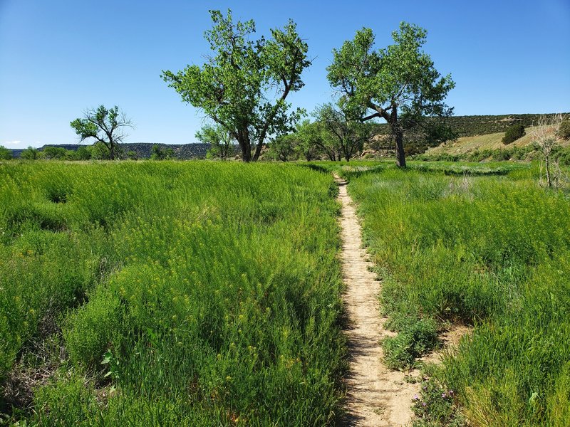 Great trail along the valley floor