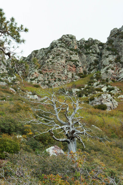 Looking up at the peak next to Brown's from Amethyst Trail.